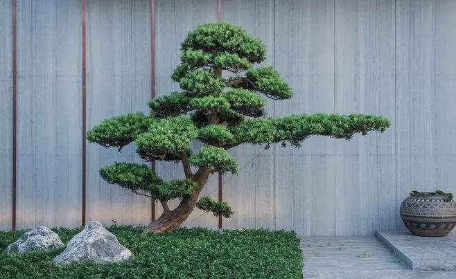 蒲县景观松种植基地